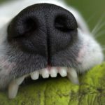 天然ゼオライトって何？犬の歯磨きに効果的！？